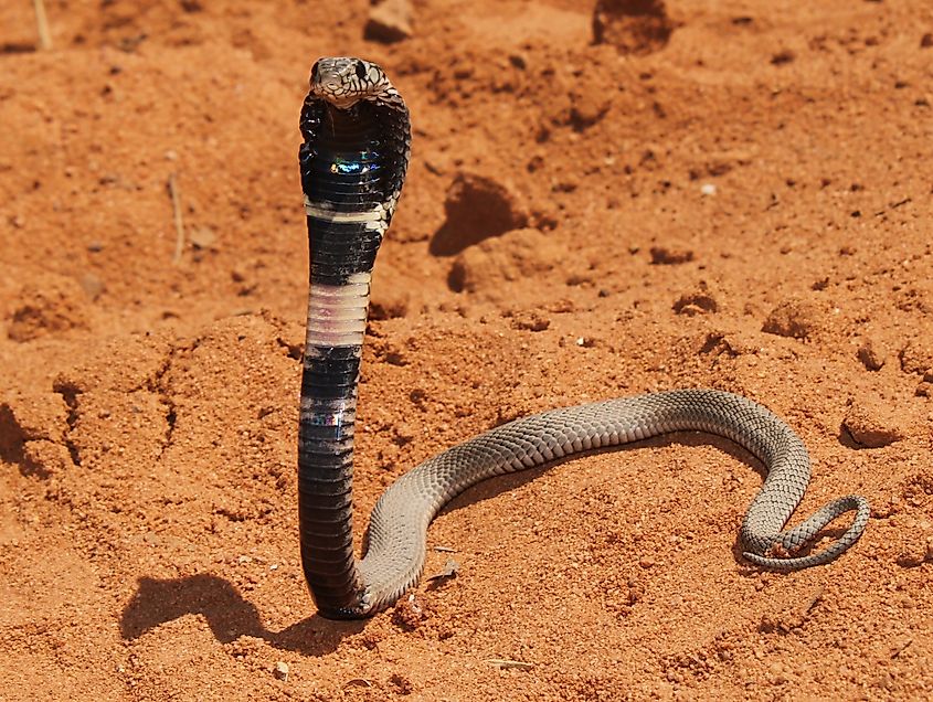Juvenile rinkhals (Hemachatus haemachatus) in a striking pose.