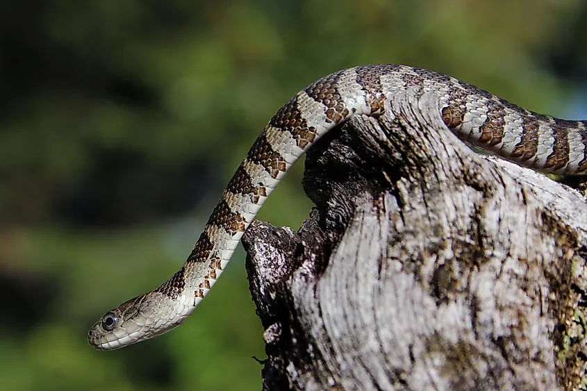 Northern water snake.