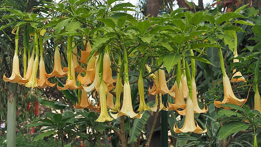 The Angel's Trumpet plant.