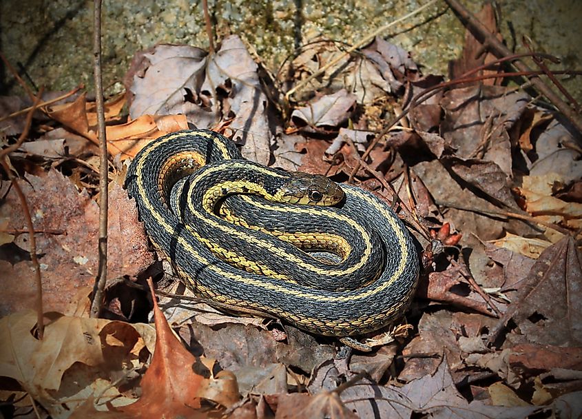  More details Garter snake (probably Thamnophis sirtalis). 