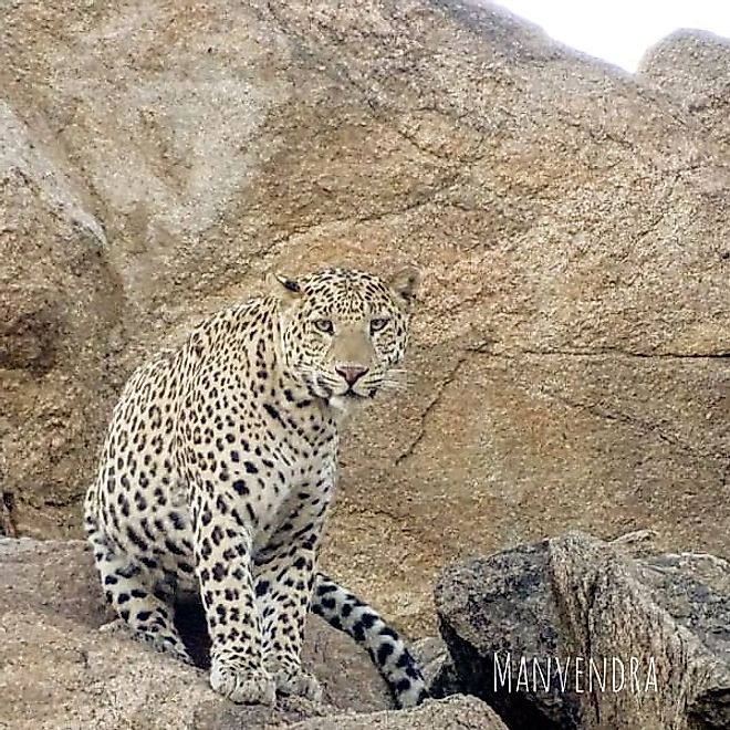 Leopard of Narlai