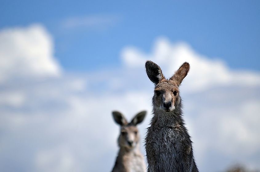 Alert Eastern Grey Kangaroos, Macropus giganteus, with cloud-filled blue sky background, Mount Canobolas State Conservation Area, Orange, NSW, Australia.