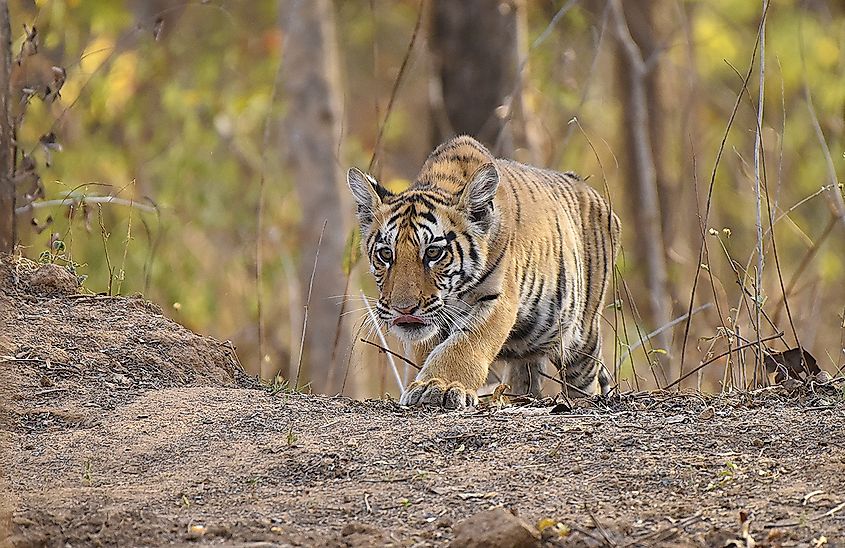 tiger cub