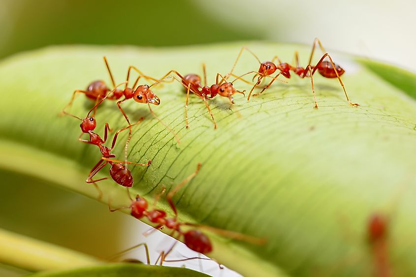 Fire ants