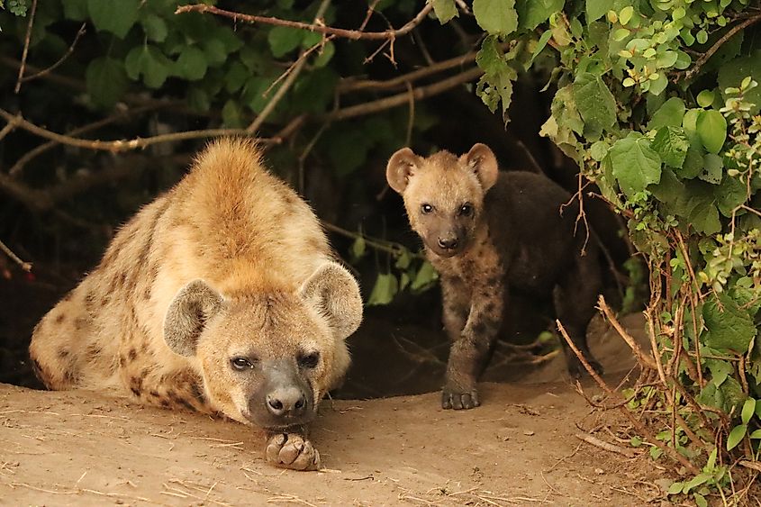 Spotted hyena mother and cub outside their den in the Maasai Mara National Reserve in Kenya.