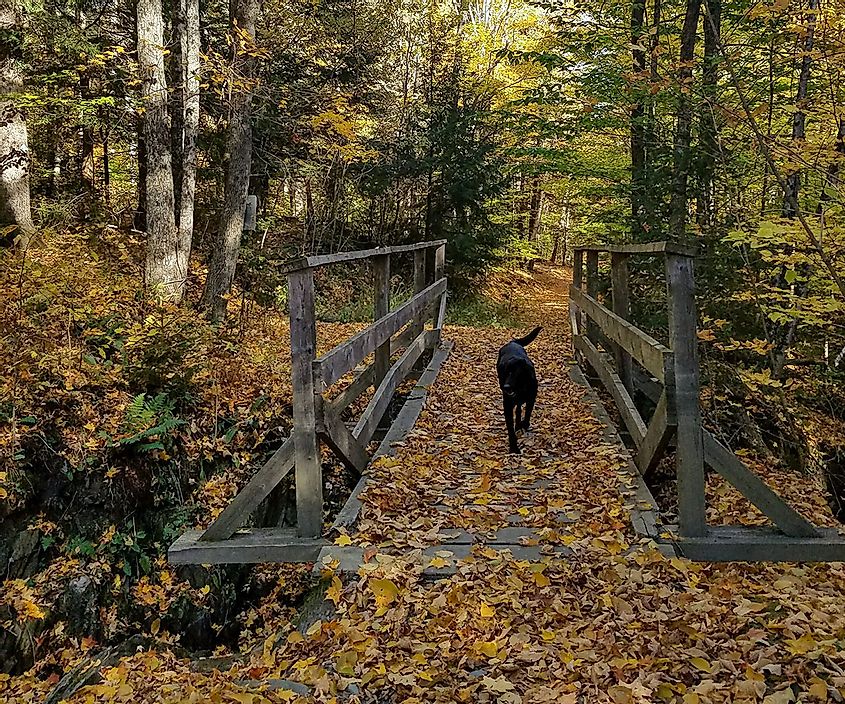 Dog in Vermont forest. Image credit Abigail Brewer via Pexels