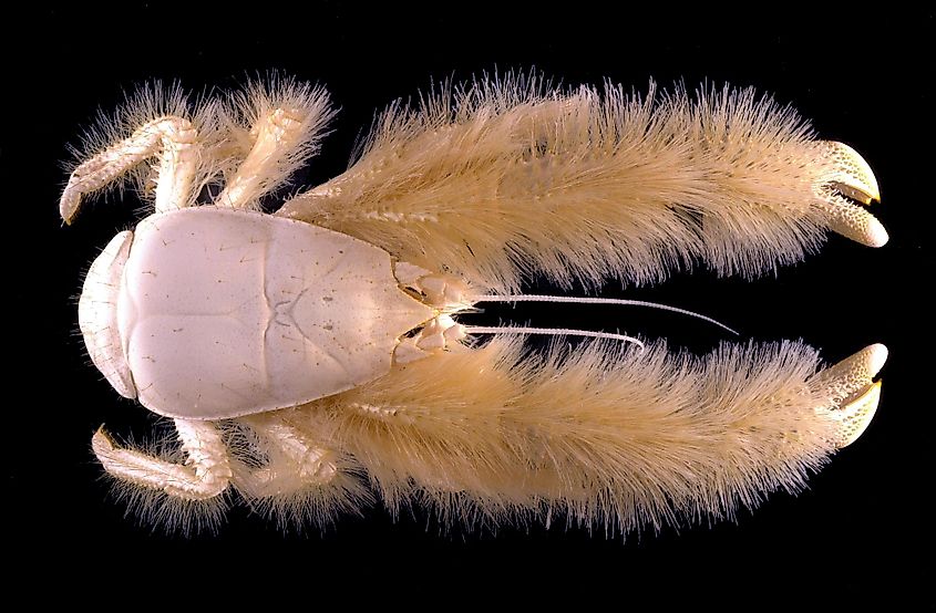 The Yeti crab