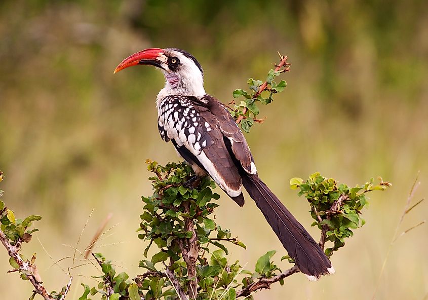 A Tanzanian (or Ruaha) Red-Billed Hornbill.