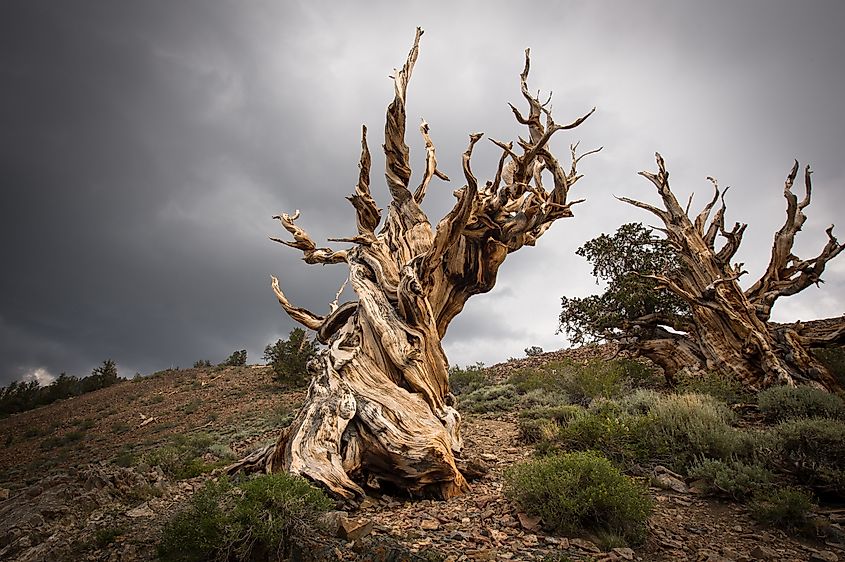 Ancient Bristlecone Pine Forest, California, United States