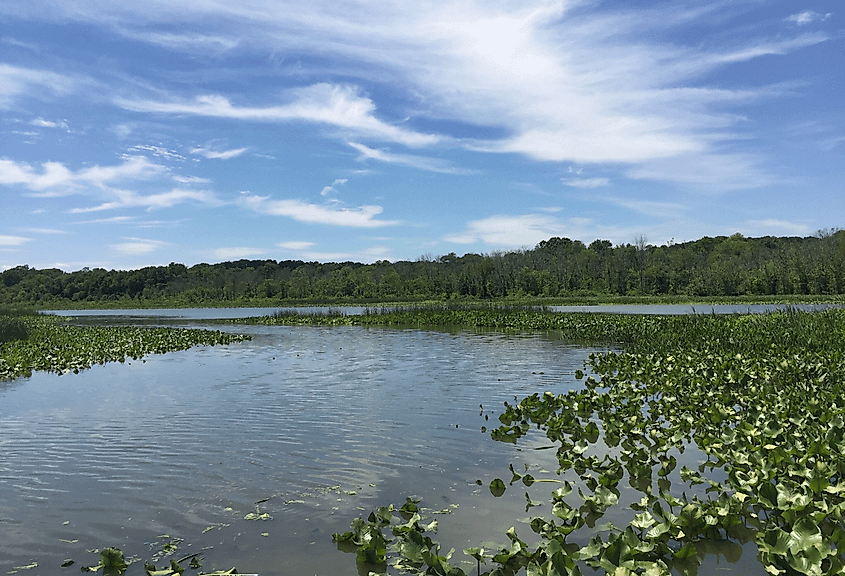 Jug Bay Wetlands Sanctuary is a freshwater tidal wetland in Lothian, Maryland