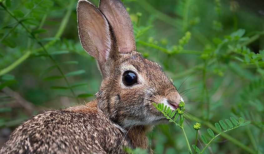 Appalachian Cottontail rabbit