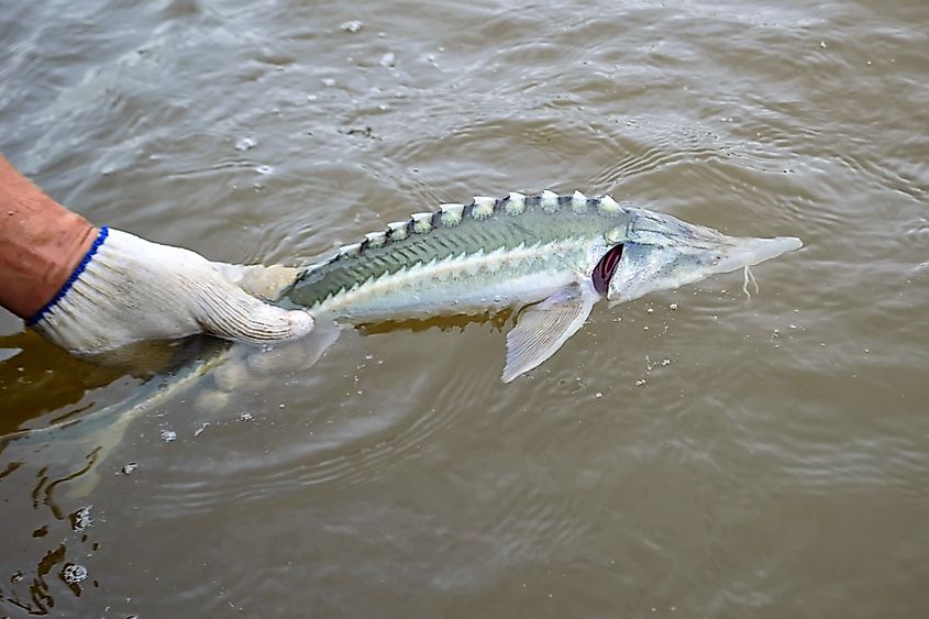 fISH in Amur River