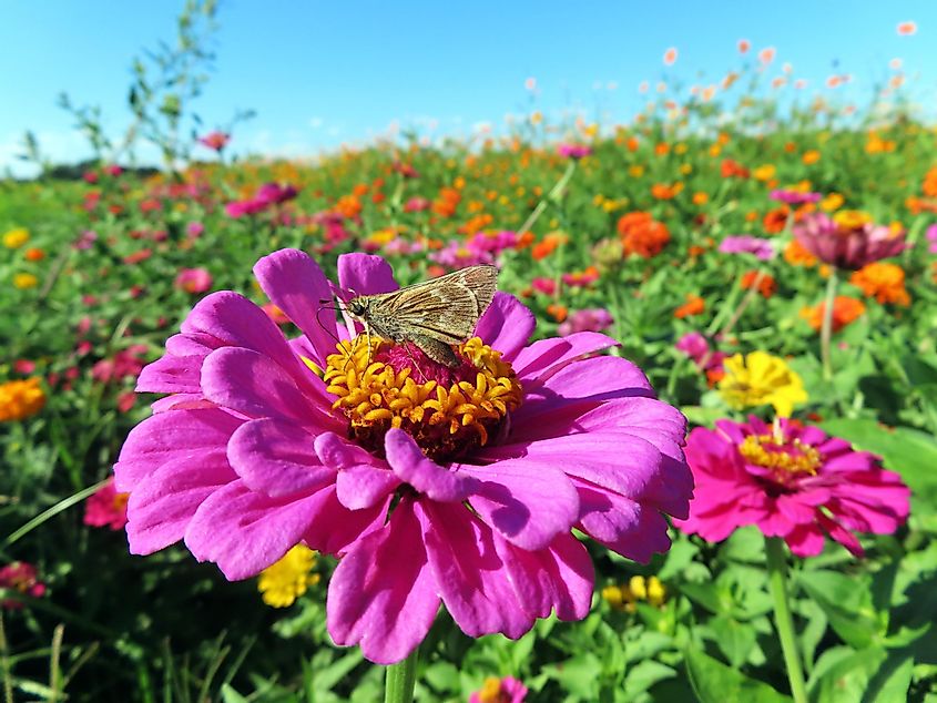 A skipper butterfly stopping for a moment to pollinate a zinnia flower on a nice warm summer day on the North Fork of Long Island, New York
