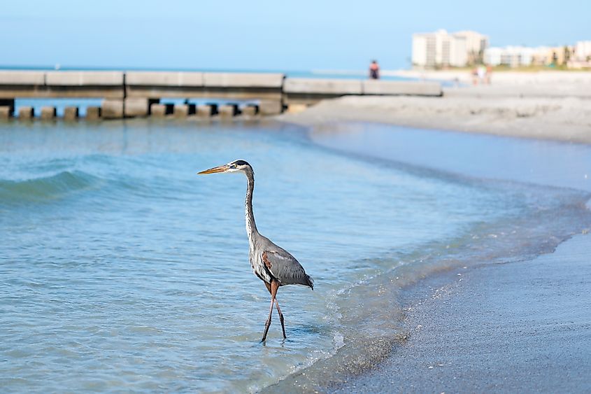 A Great Blue Heron at Longboat Key near Sarasota, Florida.
