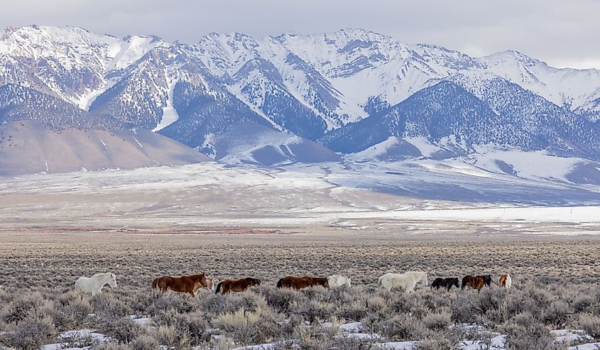 Wild Horses in Winter near Challis, Idaho