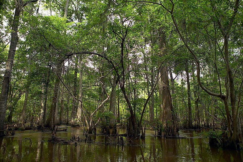 Green trees at shady swamp by Altamaha River, Georgia, USA