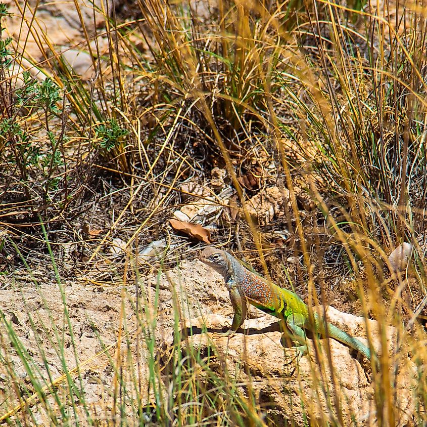 A Greater Earless Lizard suns in Guadalupe National Park.