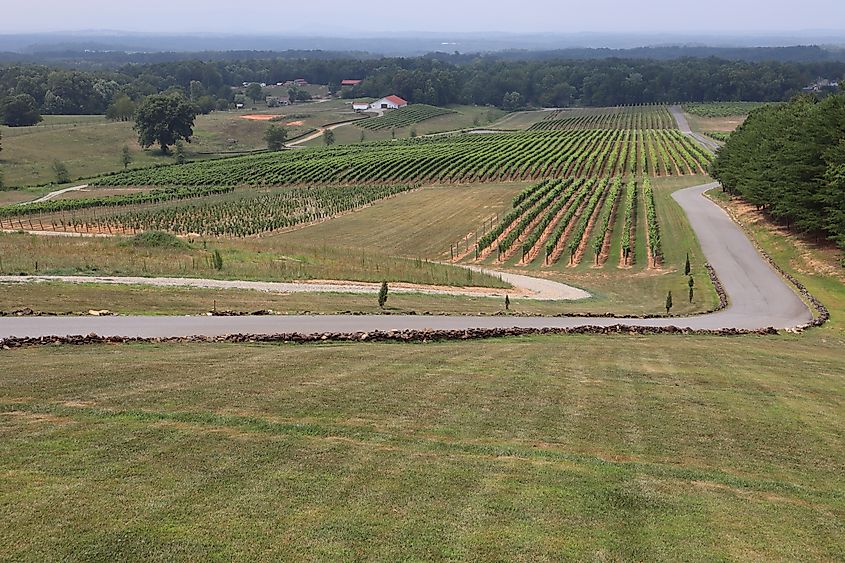 A road in Yadkin Valley, North Carolina.