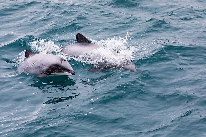 Rare Hector's Dolphins in Akaroa Harbour, New Zealand
