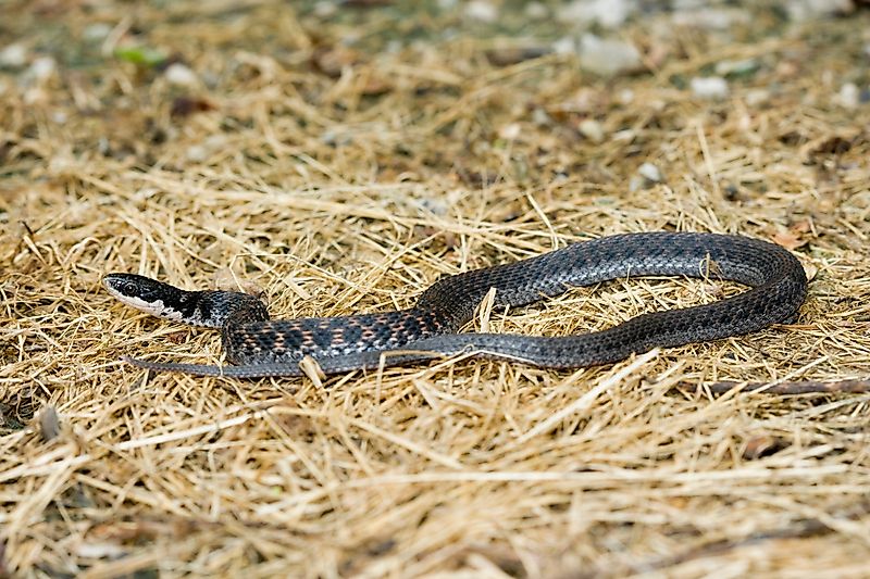 Kirtland's snake, central Indiana