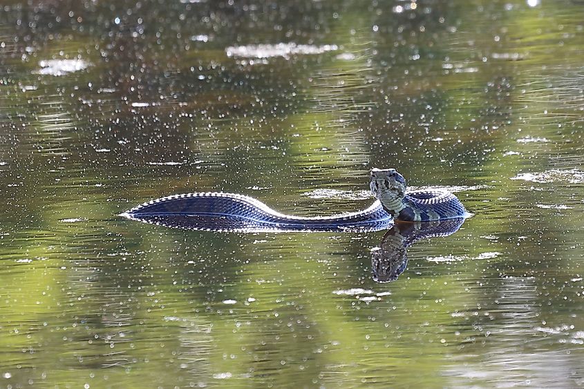 A large, venomous Water Moccasin swims across a pond headed for the grassy shoreline at Back Bay National Wildlife Refuge in Virginia Beach, Virginia.