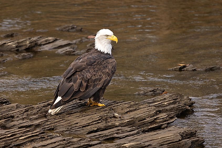 This beautiful Bald Eagle is the symbol of strength and freedom in America. He is perched on rocks in a river near Smoky Mountains National Park.