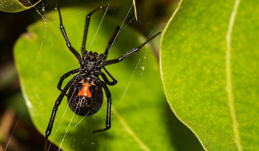 Female Black Widow Spider with red belly on green leaf