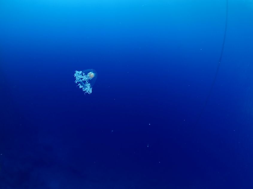 Turritopsis dohrnii Oceania O.armata