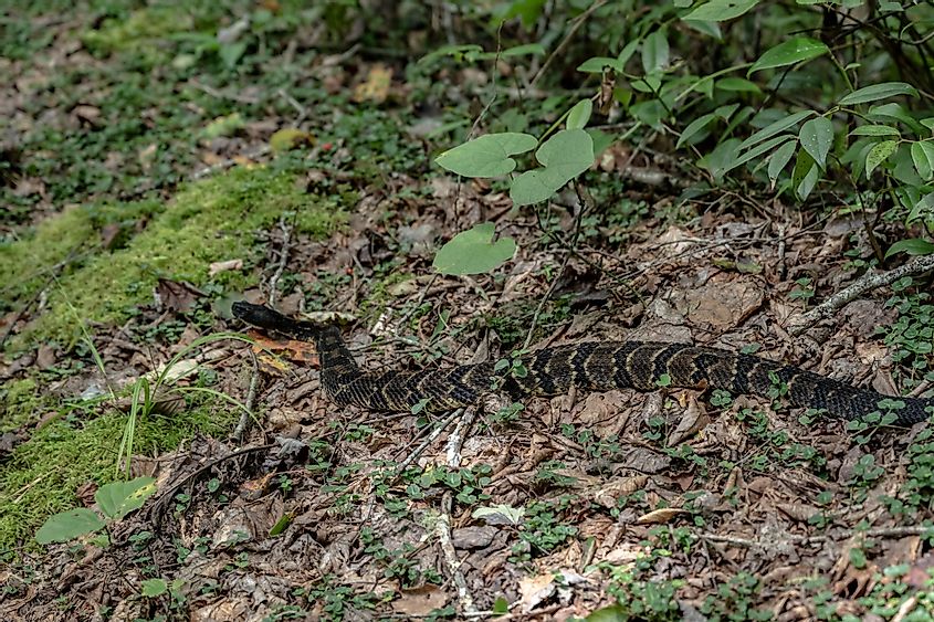 Timber rattlesnake in Great Smoky Mountains National Park.