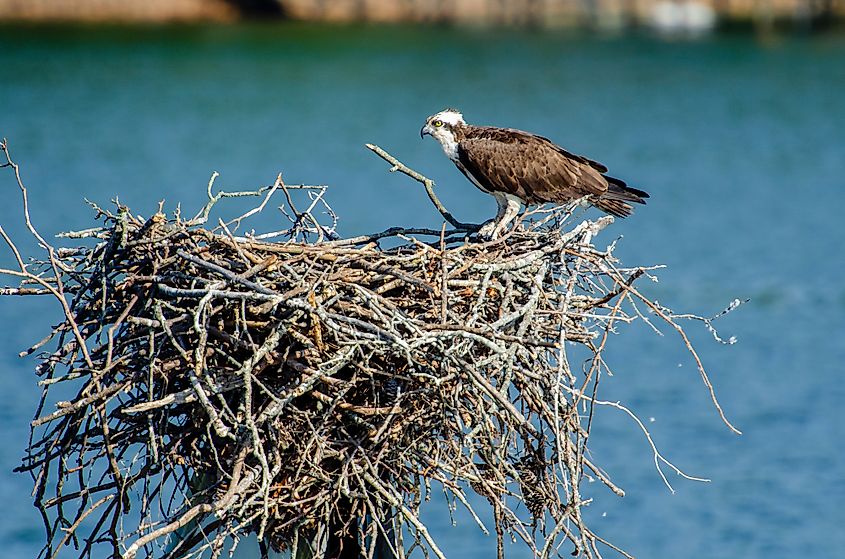 Lake norman birds