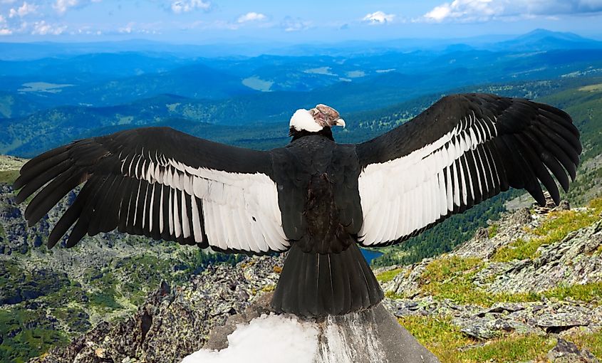 An Andean condor spreading out its wings.