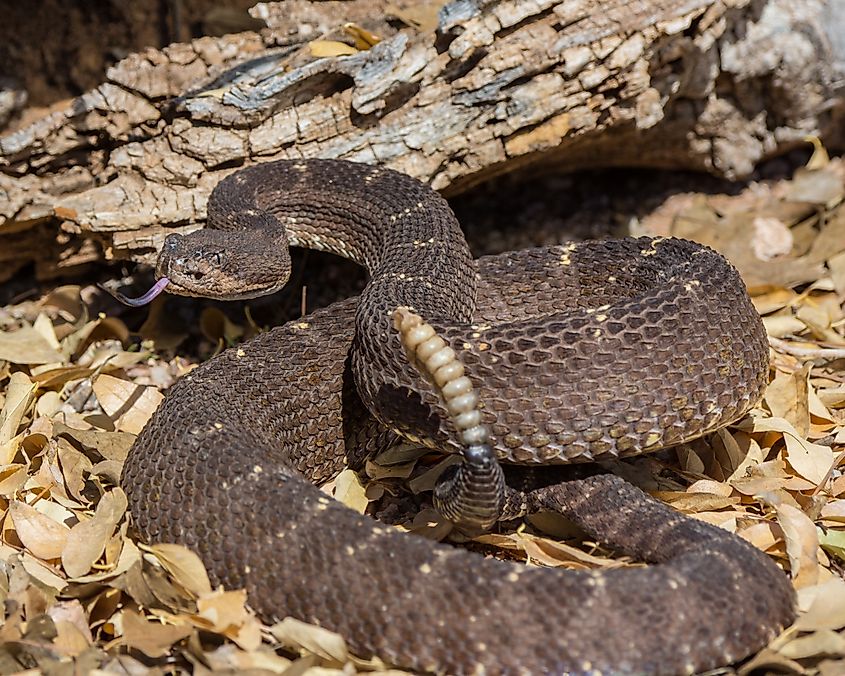 Arizona black rattlesnake.