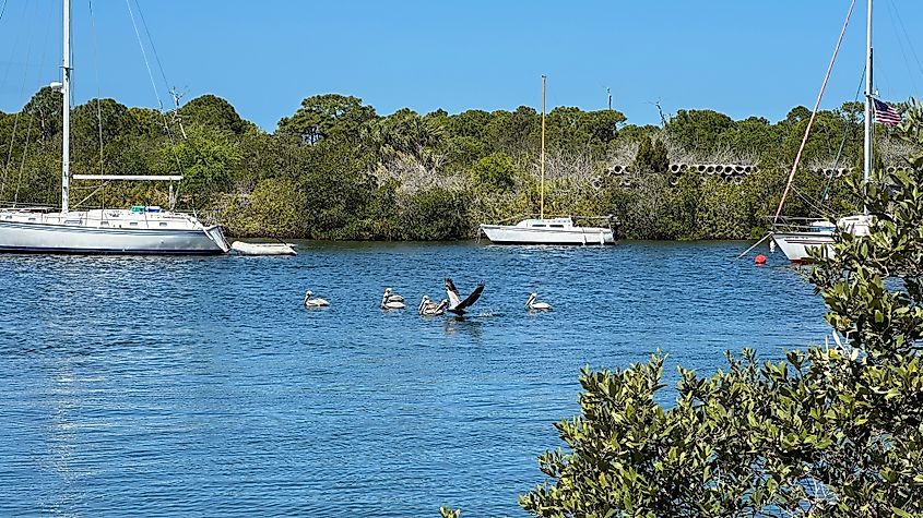 Pelicans in the ocean at Cedar Key, Florida.