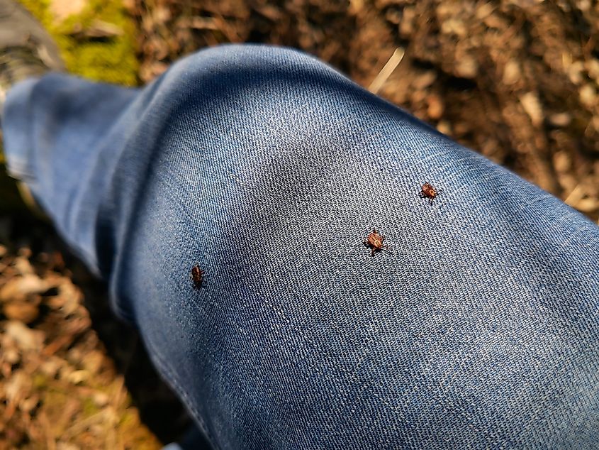 Deer ticks on clothing.