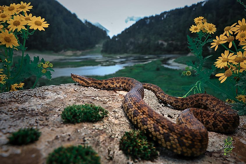 himalayan pit viper