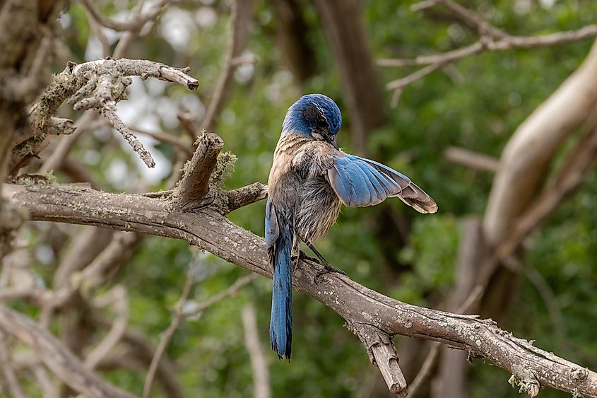 A California scrub jay preening its feathers.