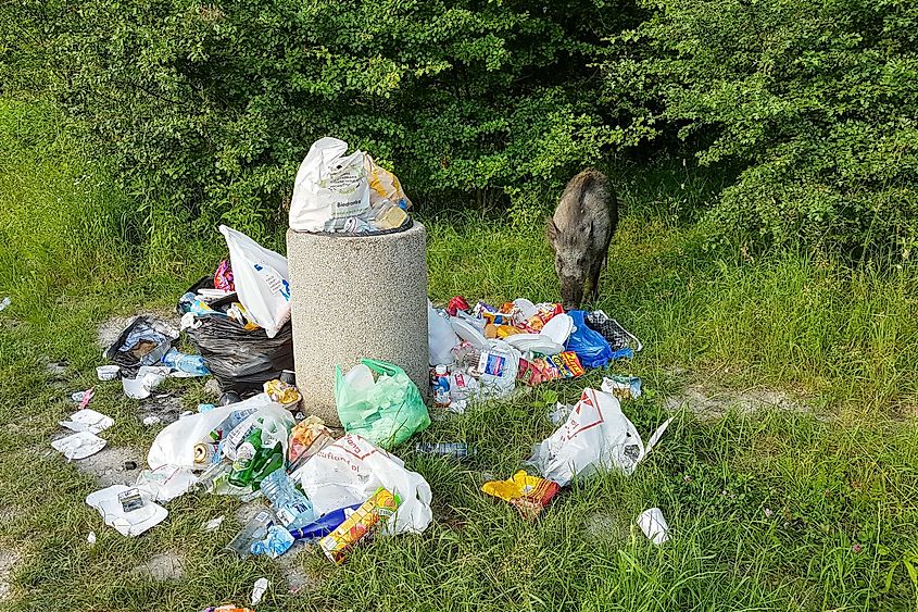 wild boar eating