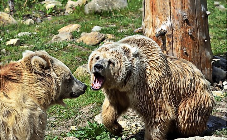 What Animals Live In The High Mountains? - WorldAtlas What Animals Live In The High Mountains? - WorldAtlas