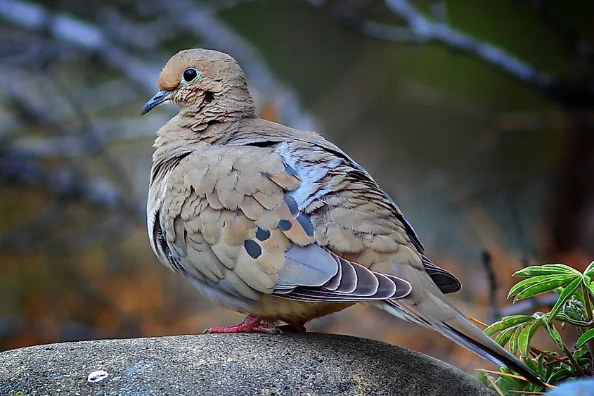 Mourning Dove Facts Animals of North America WorldAtlas