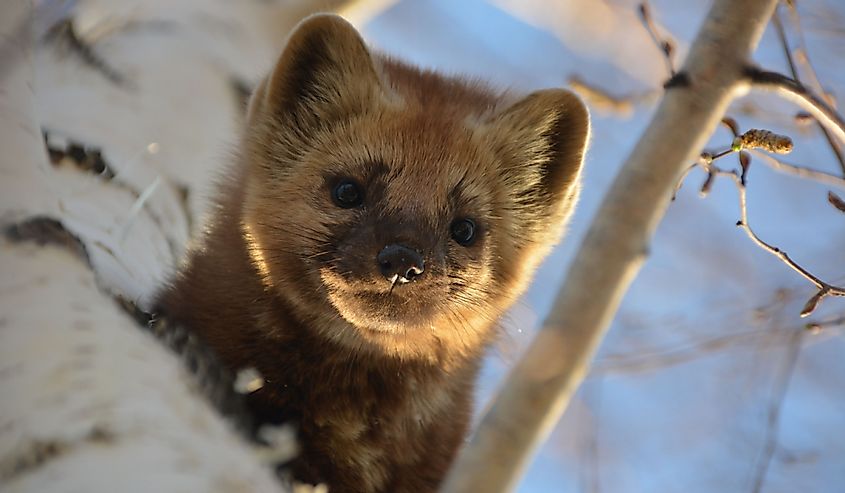Brown forest sable hides on a high birch in the Siberian forest and looks down at the ground, fluffy and very cute