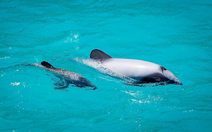 Hector's Dolphin with calf in Akaroa Harbour, New Zealand