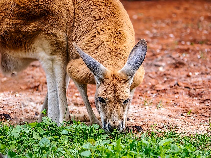 Kangaroo