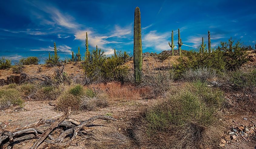Ancient Saguaro Cactus against the brilliant blue sky in Saguaro National Park