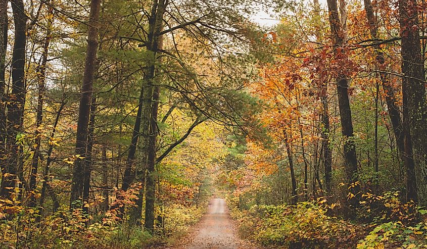 Path in the Chattahoochee National Forest during autumn.