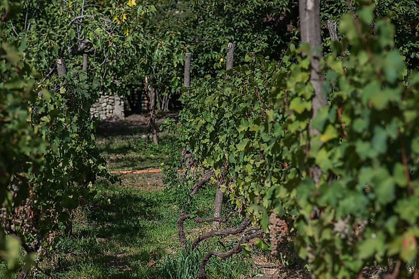 Madison, Tennessee highlights some of his native grapes in the vineyard region. Credit: ESstock/ Shutterstock.com
