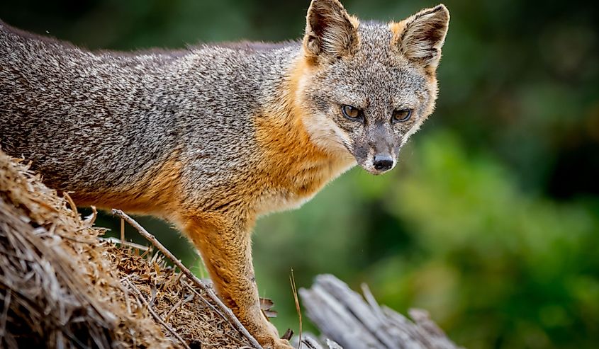 An island fox (Urocyon littoralis) poses on Santa Cruz Island 