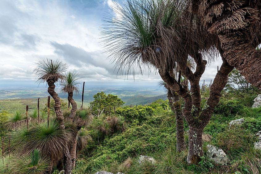 Bunya Mountains National Park