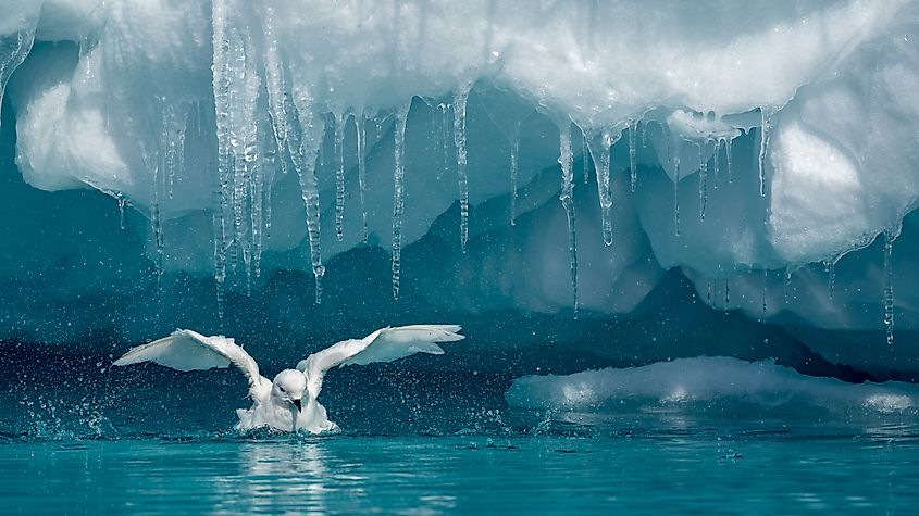Snow petrel taking a shower under an iceberg.