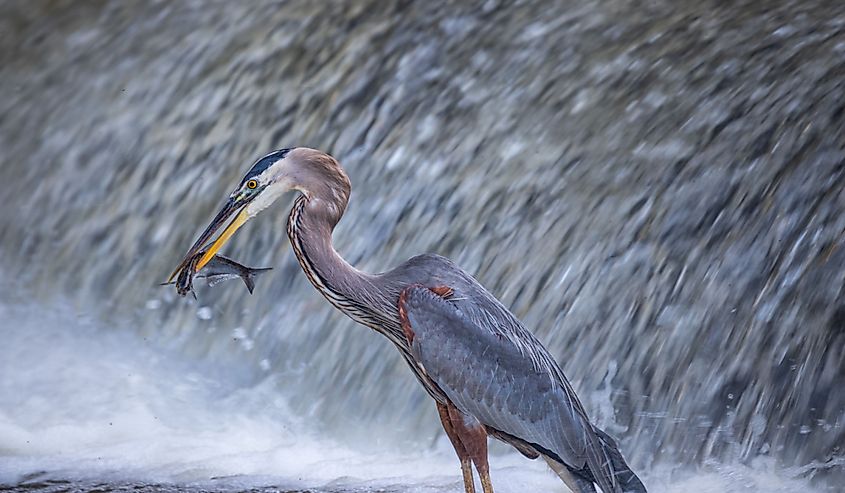 A blue heron, one of the many species of birds you can find at Noxubee National Wildlife Refuge