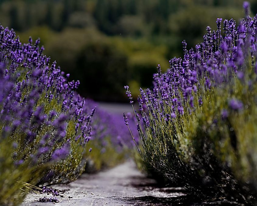 Lavender Farm In Jacksonville, Oregon.